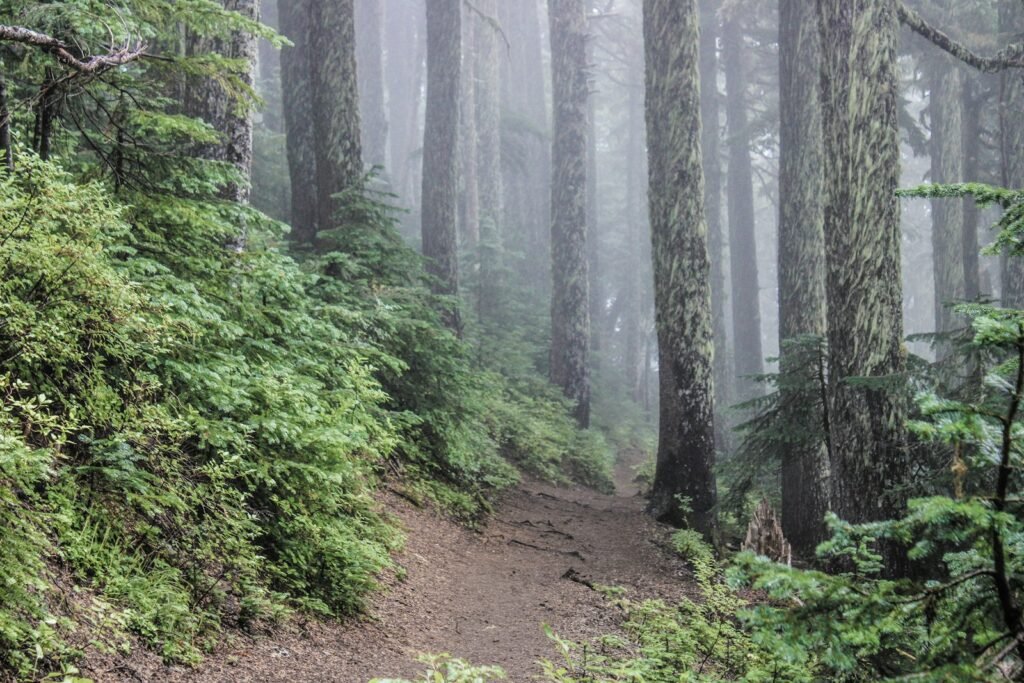 Misty forest trail with ferns in Washington